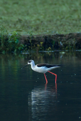 Himantopus himantopus