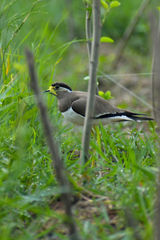 Vanellus malabaricus
