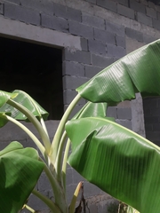 Musa