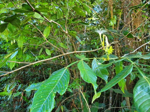 Inga macrophylla (Inga macrophylla)