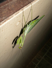 Macromantis hyalina