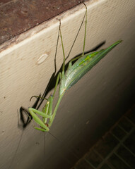 Macromantis hyalina