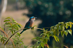 Coracias benghalensis