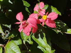 Mussaenda