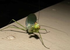 Macromantis hyalina