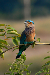 Coracias benghalensis