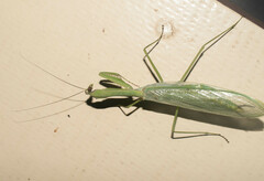 Macromantis hyalina