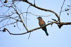 Coracias benghalensis