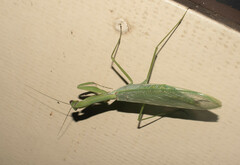 Macromantis hyalina
