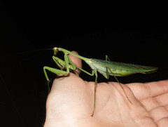 Macromantis hyalina