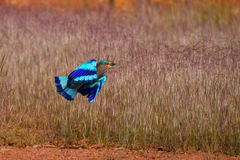 Coracias benghalensis