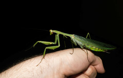 Macromantis hyalina