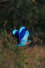 Coracias benghalensis