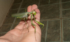 Macromantis hyalina