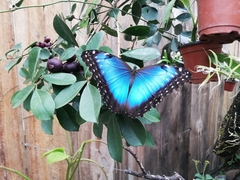 Morpho