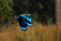 Coracias benghalensis