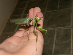 Macromantis hyalina