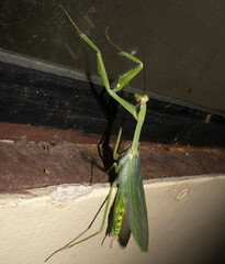 Macromantis hyalina