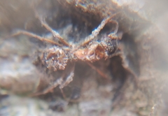 Ophiocordyceps unilateralis