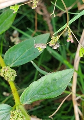 Coreidae