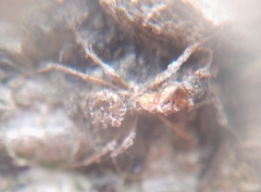 Ophiocordyceps unilateralis