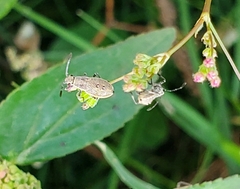 Coreidae