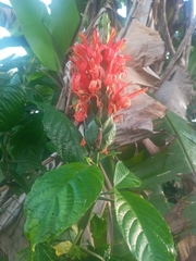 Pachystachys spicata