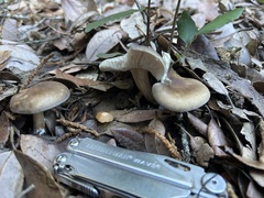 Melanoleuca melaleuca