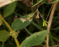 Coreidae