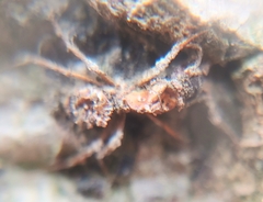 Ophiocordyceps unilateralis