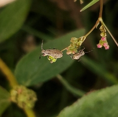 Coreidae