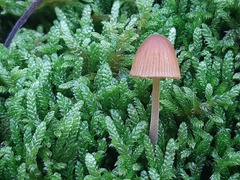 Mycena rosella