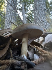 Melanoleuca melaleuca