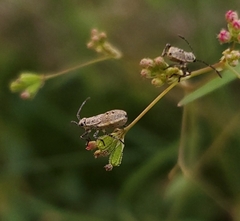 Coreidae