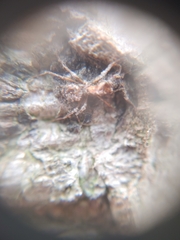Ophiocordyceps unilateralis