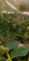 Coreidae