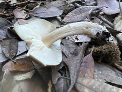 Melanoleuca melaleuca