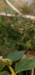 Coreidae