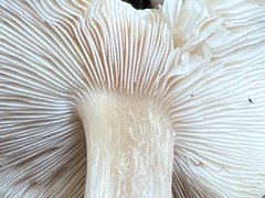 Melanoleuca melaleuca
