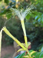 Inga macrophylla