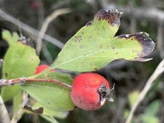 Crataegus