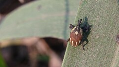 Sternuchopsis fabricii