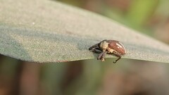 Sternuchopsis fabricii