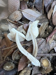 Melanoleuca melaleuca