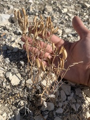 Astragalus eremiticus