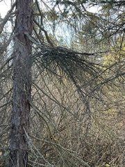 Arceuthobium pusillum