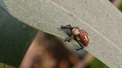 Sternuchopsis fabricii