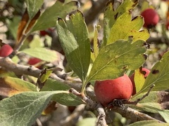 Crataegus