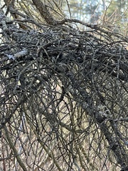 Arceuthobium pusillum