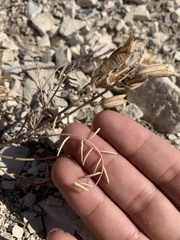 Astragalus eremiticus